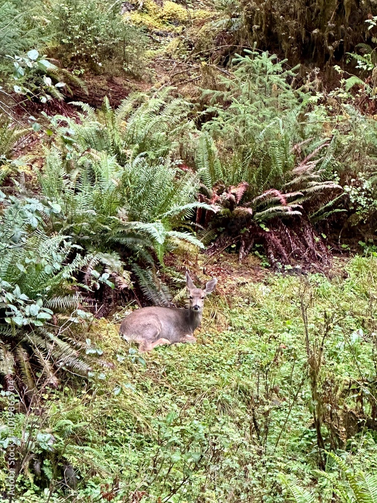 deer sitting in a fern field in the middle of the Hoh rainforest deer sitting in a fern field in the middle of the Hoh rainforest