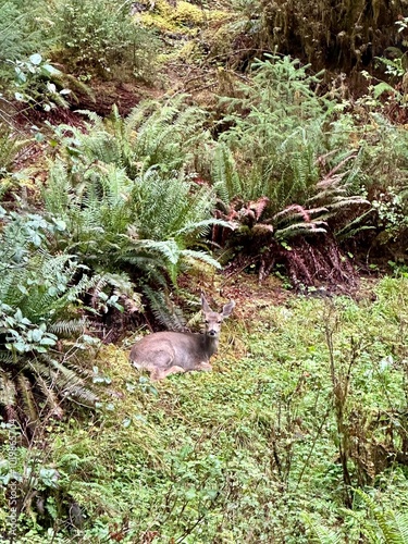 deer sitting in a fern field in the middle of the Hoh rainforest