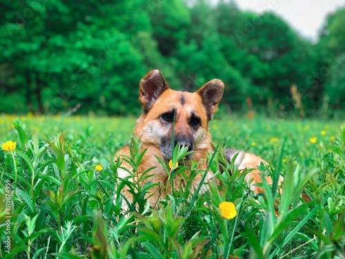 dog in the grass