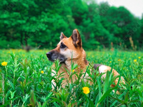 dog in the grass