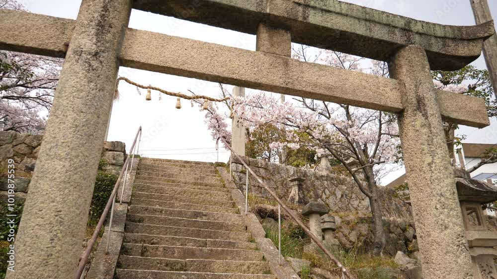 桜の花 桜の花
