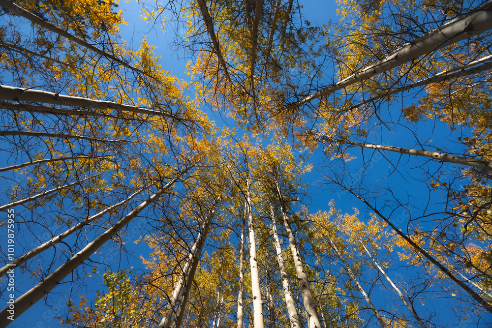 Obraz premium Golden Aspens in the Sky