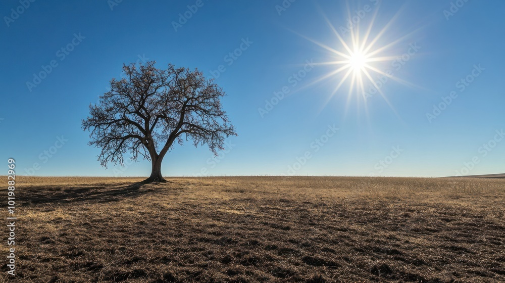 A lone tree in a scorched, dry field, with the sun blazing in the sky and no vegetation around. A lone tree in a scorched, dry field, with the sun blazing in the sky and no vegetation around.