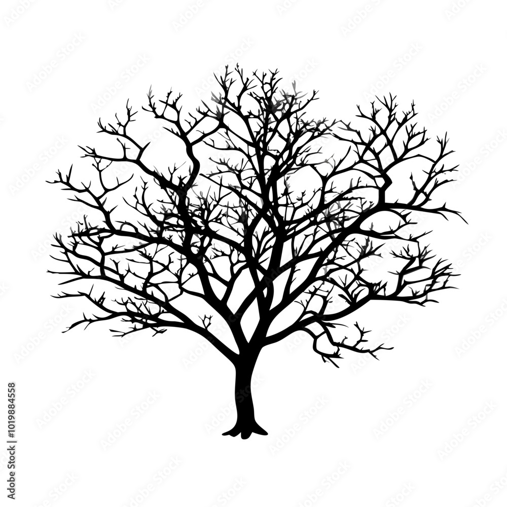 Obraz premium blackthorn--tree-silhouette 