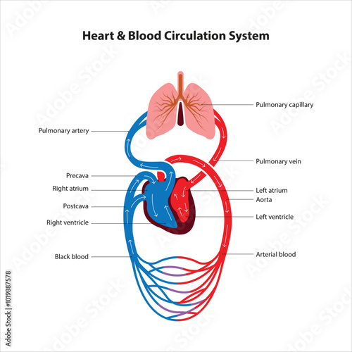 heart and blood circulatory system