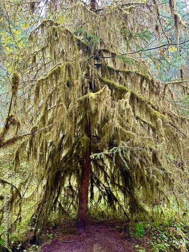 tree covered in moss in the Hoh rainforest