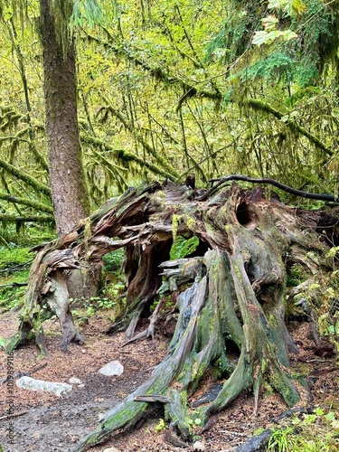 Moss covered tree trunk in the Hoh rainforest