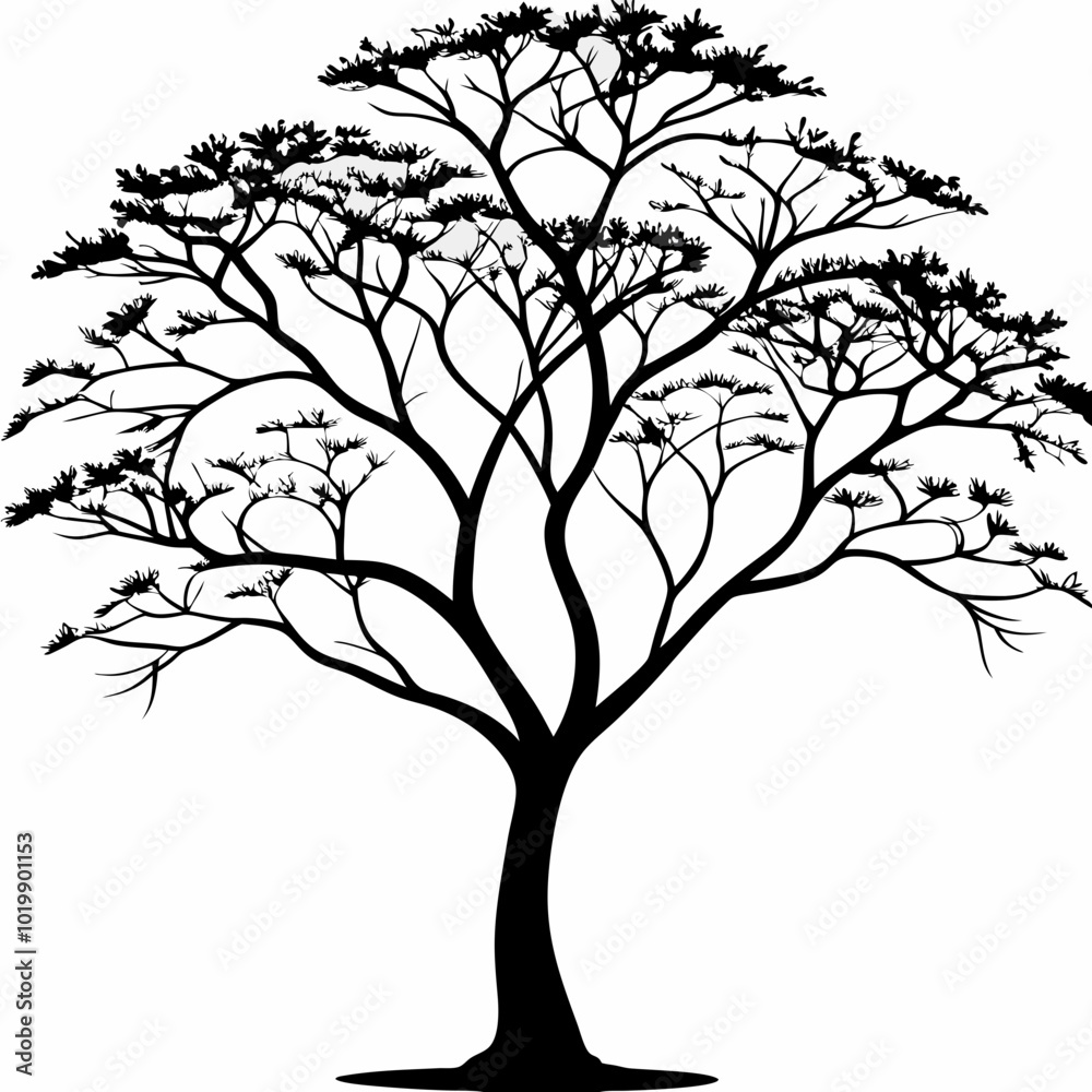 Obraz premium jacaranda--tree-silhouette