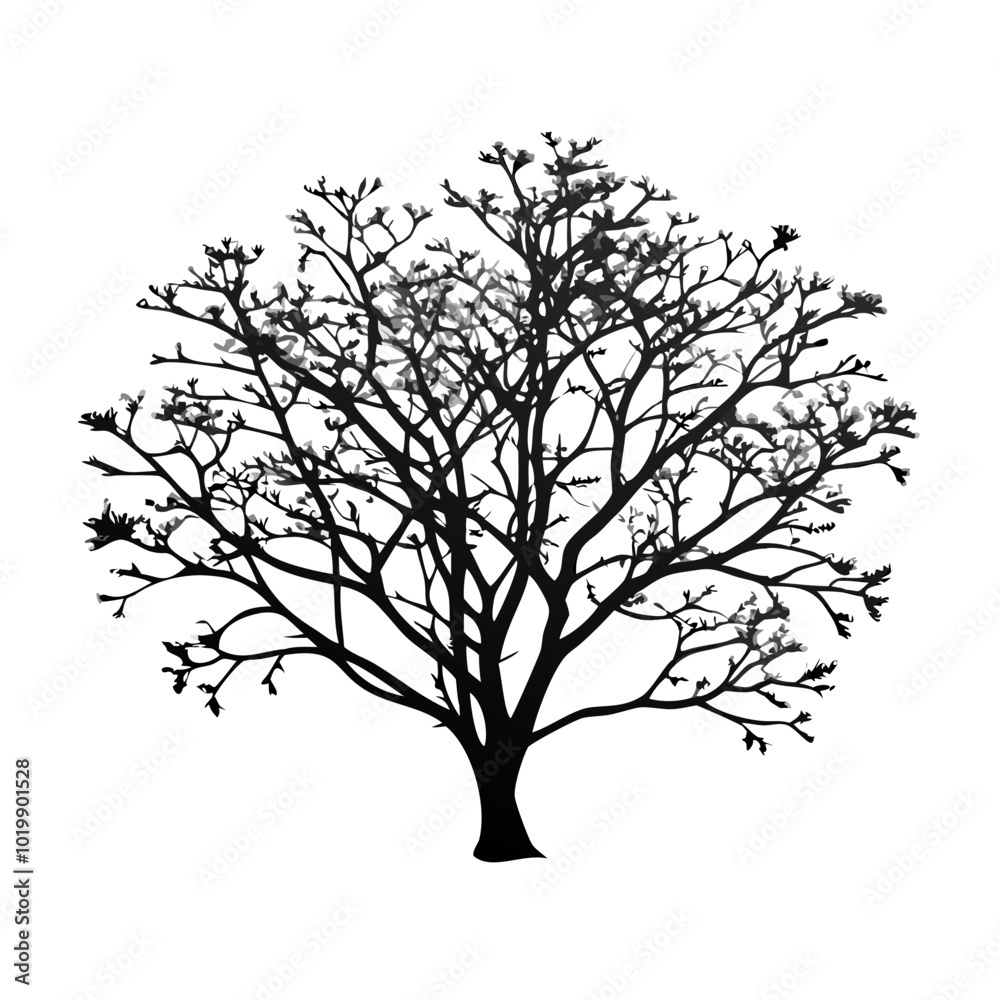 Obraz premium paulownia--tree-silhouette