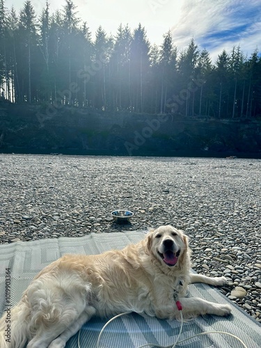 Golden retriever dog on the river bank
