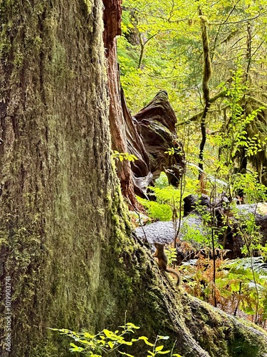 Squirrel climbing a tree in the forest
