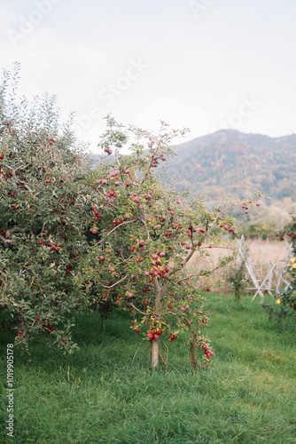 Apple tree laden with fruit in a scenic rural setting photo