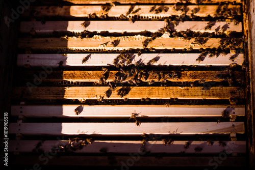 Interior view of beehive showing busy bees at work photo