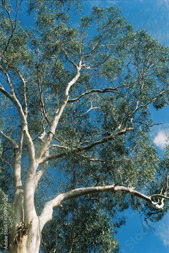 Australian White Gum
