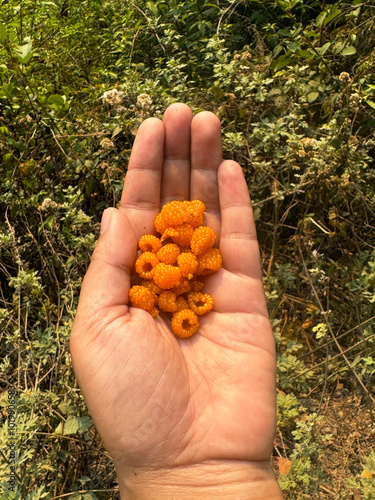 POV of Golden Himalayan Raspberry  photo