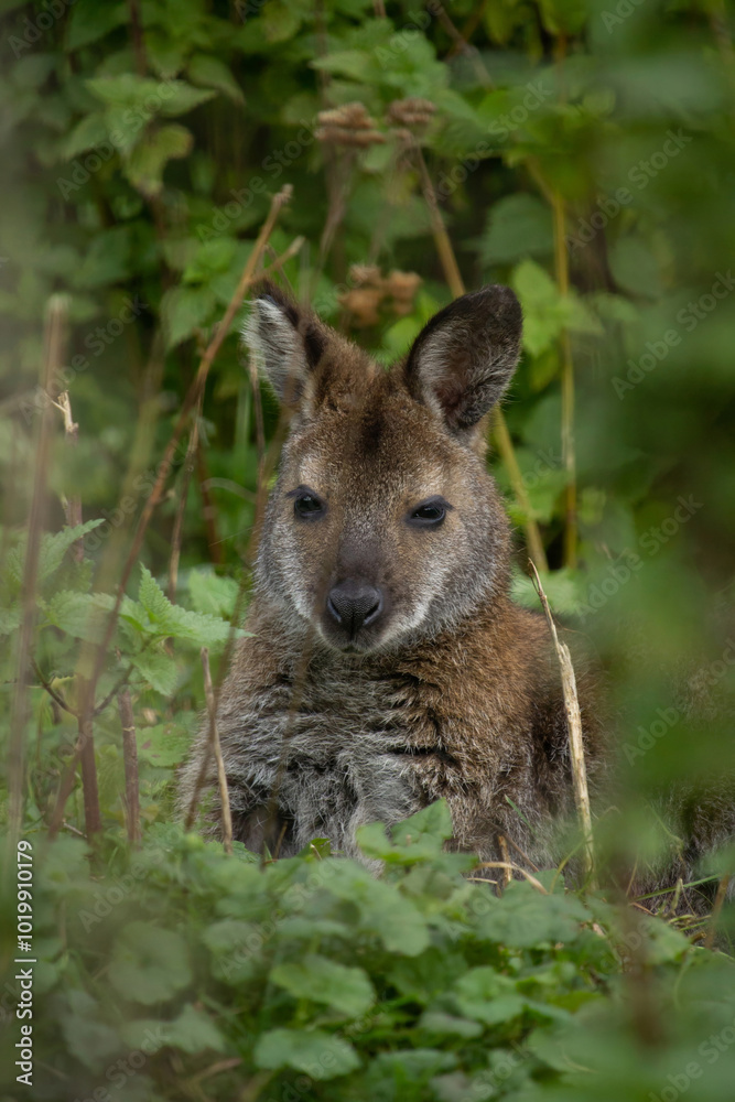 Fototapeta premium Red-necked wallaby (Macropus rufogriseus)