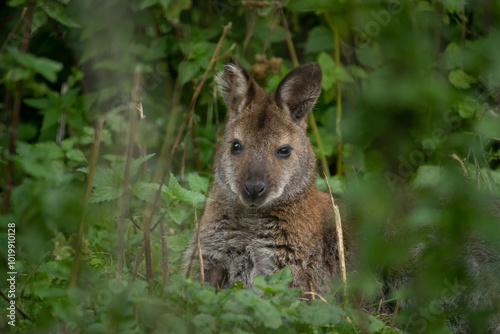 Red-necked wallaby (Macropus rufogriseus)