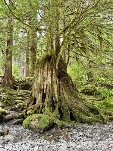 tree covered in moss at the Hoh rainforest in the Olympic National Park