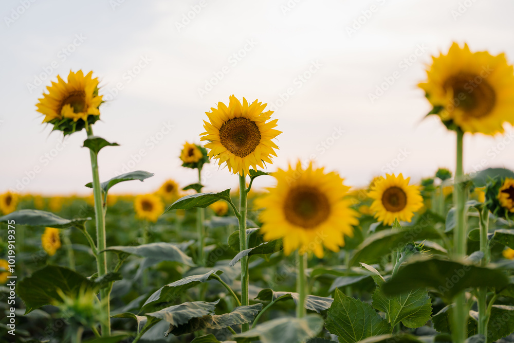 Sunflowers Sunflowers