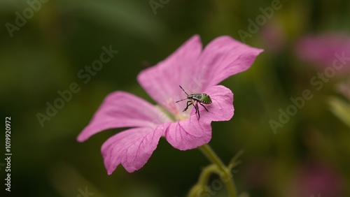 Common Green Shieldbug Nymph on pink Geranium flower photo