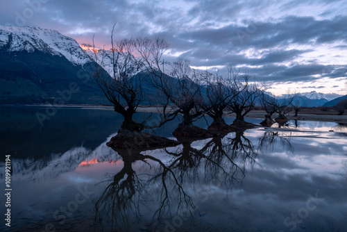 Willow trees in a lake with early morning light photo