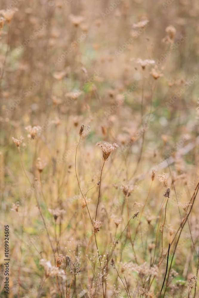 Dry wildflowers in a field on an autumn day. Dry wildflowers in a field on an autumn day.