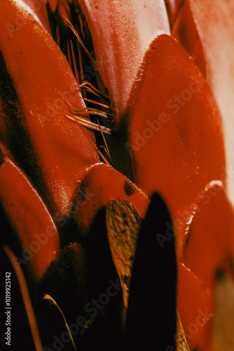 Close-up of vibrant red protea petals photo