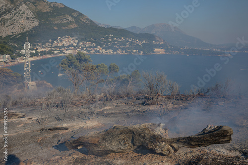 Aftermath of human impact on nature by fire photo