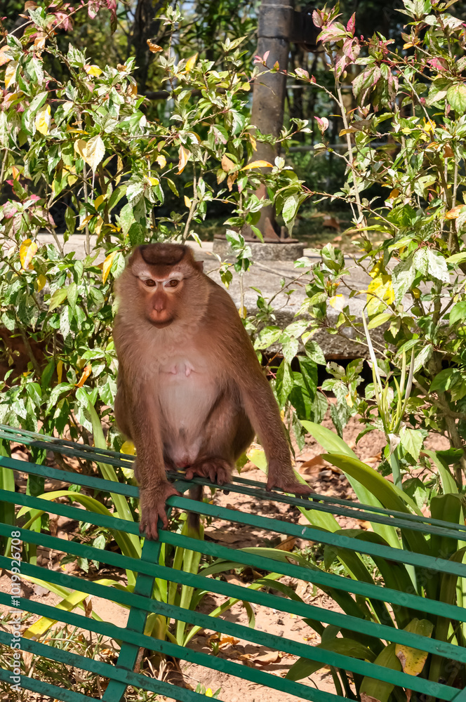 Obraz premium Macaques on the street of Thailand. Photo of monkeys