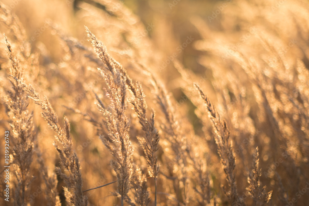 grass, against the light, ears of corn, meadow, late summer, background, texture, nature, golden hour grass, against the light, ears of corn, meadow, late summer, background, texture, nature, golden hour