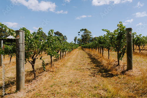 Margaret River Vinyards photo