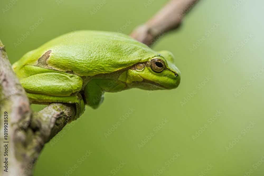 Fototapeta premium tree frog, hyla, arborea, on the tree, ready to jump, green, frog, closeup, eye, camouflage, branch, green, background, beautiful, macro, details, amphibian
