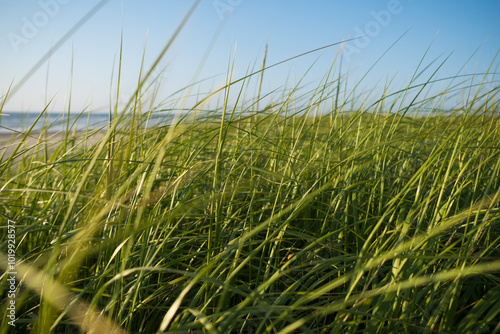 Wild seagrasses along coast