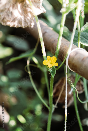 Delicate yellow flower blooming on a slender green stem