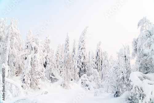 Snow frosted conifer trees photo