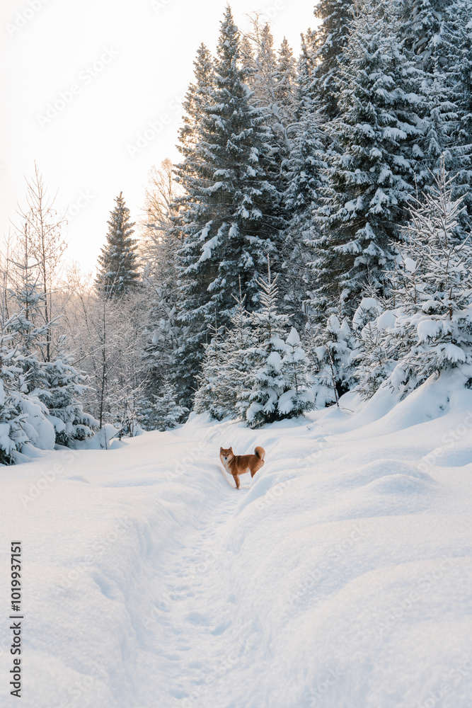 Dog stands in snow in winter forest Dog stands in snow in winter forest