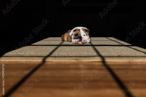 English Bulldog Sleeping in the Sun from a Window photo