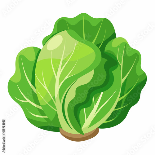 lettuce-vector