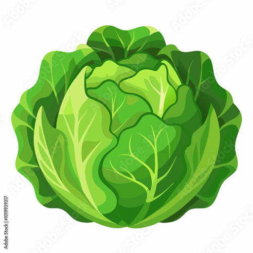 nappa-cabbage-vector