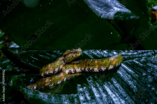 Eyelash Pit Viper