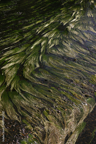 Flowing River Algae Creating Intricate Natural Patterns