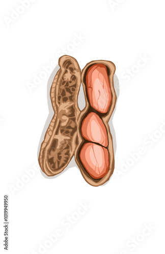 peanut object with skin on a white background