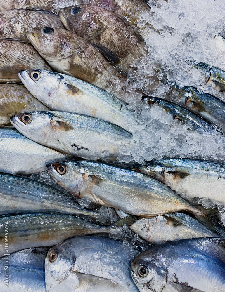 Obraz premium fresh skipjack tuna and ther fish on a pile of ice cubes