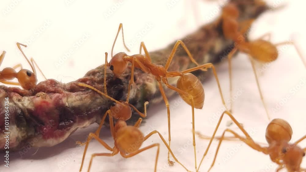 Red Weaver Ants tearing their prey apart. Weaver Red Ants Teamwork feeding on the caterpillar Isolated On White, Red ants team work. Red Weaver Ants tearing their prey apart. Weaver Red Ants Teamwork feeding on the caterpillar Isolated On White, Red ants team work.
