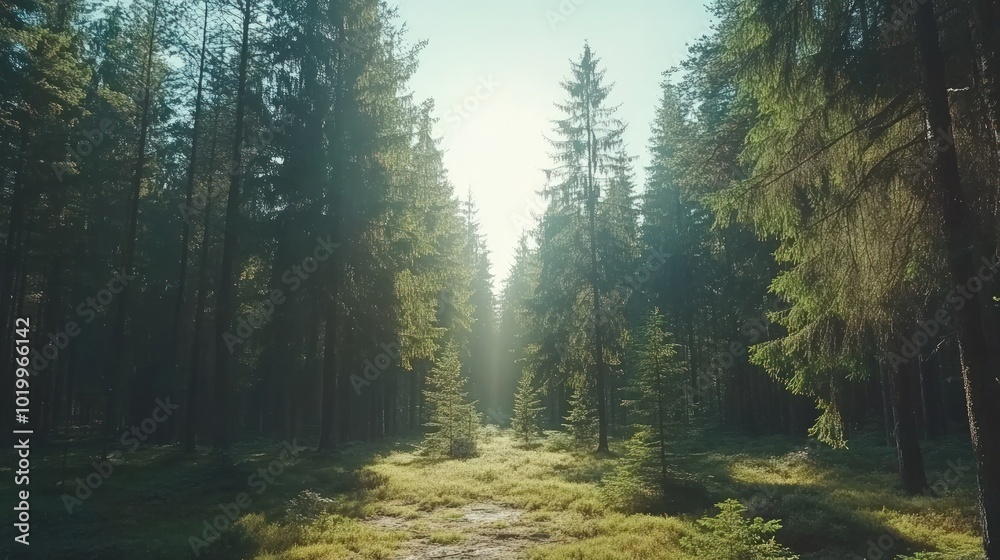A path through a lush, sun-drenched forest, with tall trees lining the way and sunlight filtering through the foliage. A path through a lush, sun-drenched forest, with tall trees lining the way and sunlight filtering through the foliage.