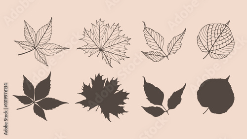 Outline of various leaves isolated on a light background. Hand drawn vector botanical illustration