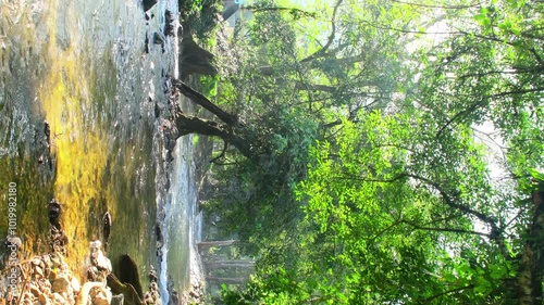 Stream and forest in the deep jungle with morning light.