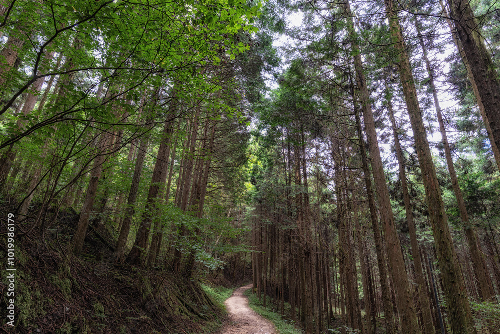 Fototapeta premium Nakasendo hiking trail