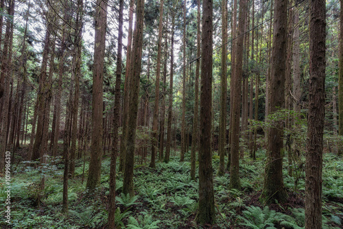 Nakasendo hiking trail