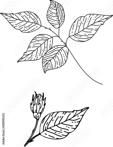 Outline picture of the plant leaves